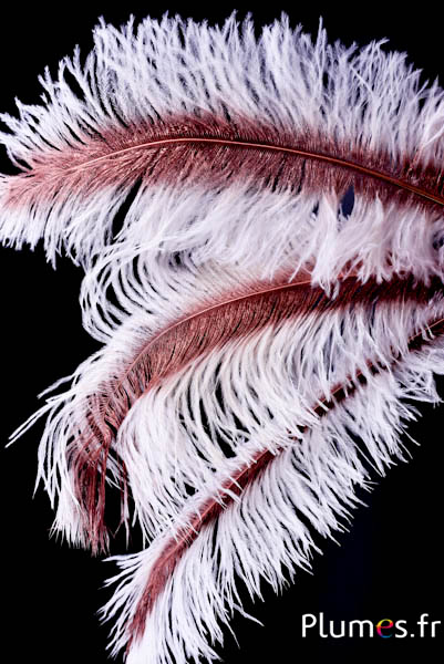 Strauß mit bronzenem Federkiel – 30-40 cm – weiss